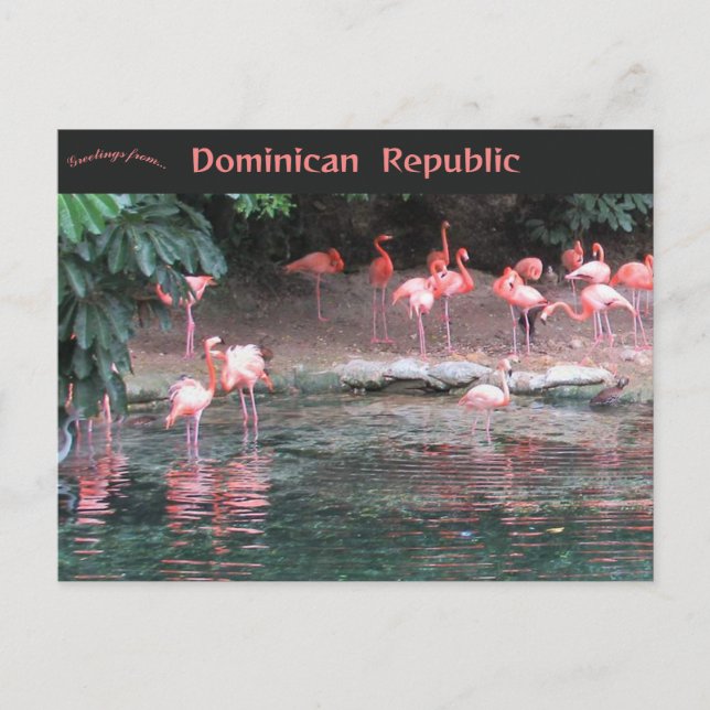 Flamingos in Santo Domingo Dominican Republic  Postcard (Front)