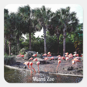 Flamingos, Miami, Florida Square Sticker