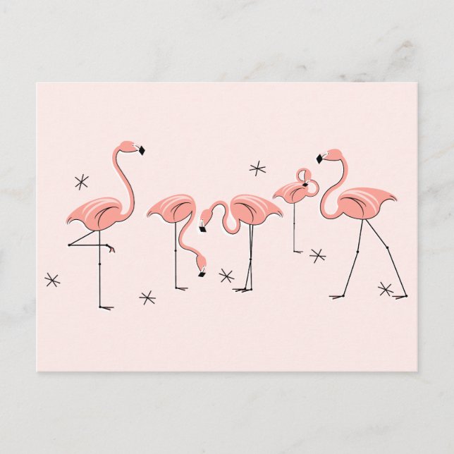 Flamingos Pink Group postcard (Front)