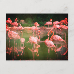 Flamingos Pink  Postcard
