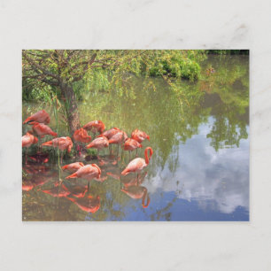 Flamingos. Postcard