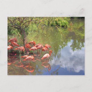 Flamingos. Postcard