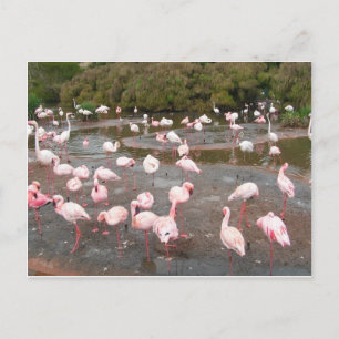 Flamingos postcard