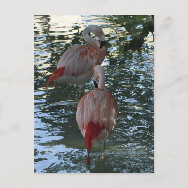 Flamingos Postcard (Front)