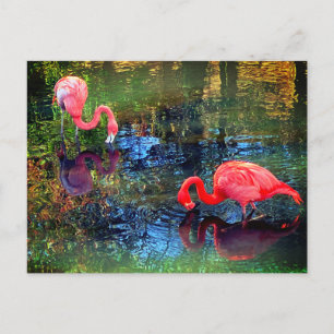 Flamingos postcard