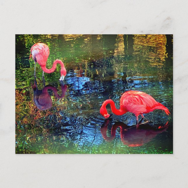 Flamingos  postcard (Front)