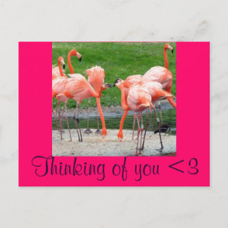 Flamingos Postcard