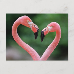 Flamingos postcard
