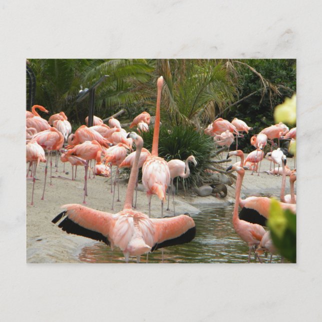 Flamingos Postcard (Front)