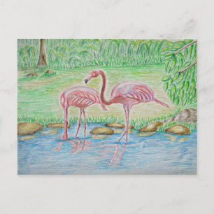 Flamingos Postcard