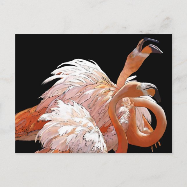 Flamingos Postcard (Front)