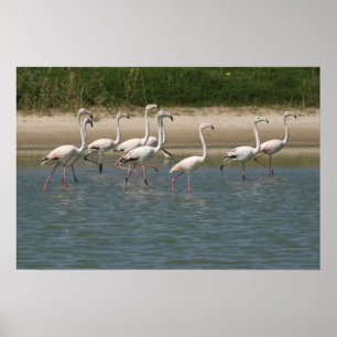 Flamingos Poster
