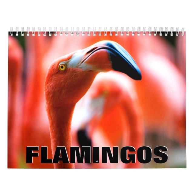 Flamingos Wall Calendar (Cover)