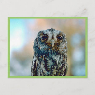 Flammulated owl postcard