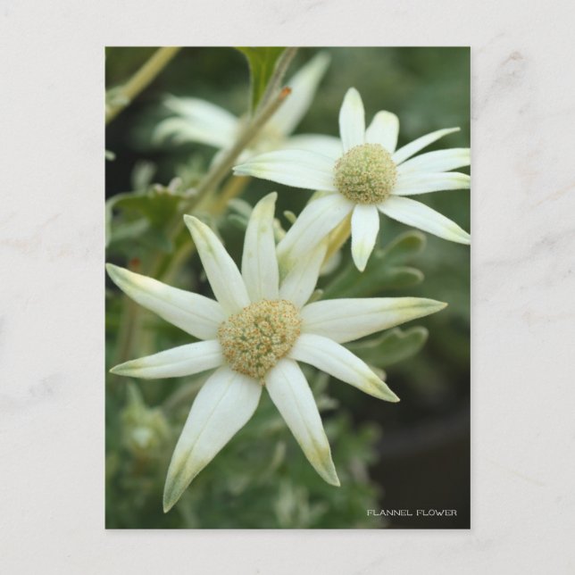 Flannel Flower [Postcard] Postcard (Front)