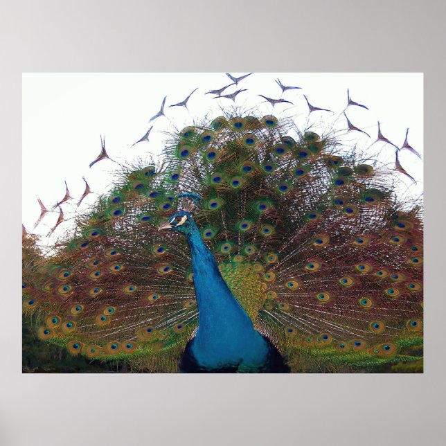Flared Peacock Poster (Front)
