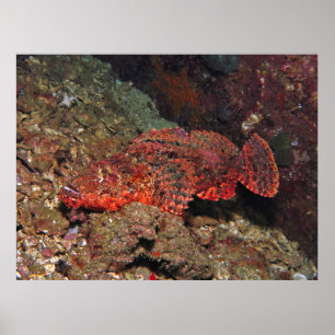 Flared Up Scorpionfish Poster