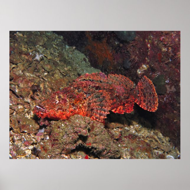 Flared Up Scorpionfish Poster (Front)