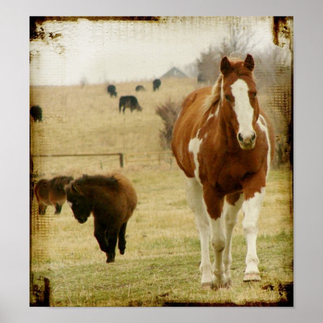 Flashy and the Mini  Horse Filly Poster (Front)