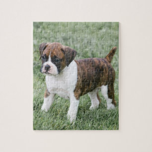 Flashy Brindle Boxer Puppy - Boxer Dog Puzzle
