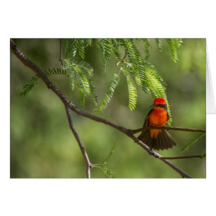 Flashy Male Vermillion Flycatcher bird