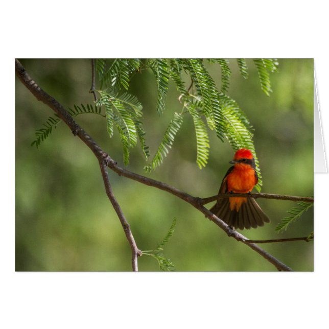 Flashy  Male Vermillion Flycatcher bird (Front Horizontal)