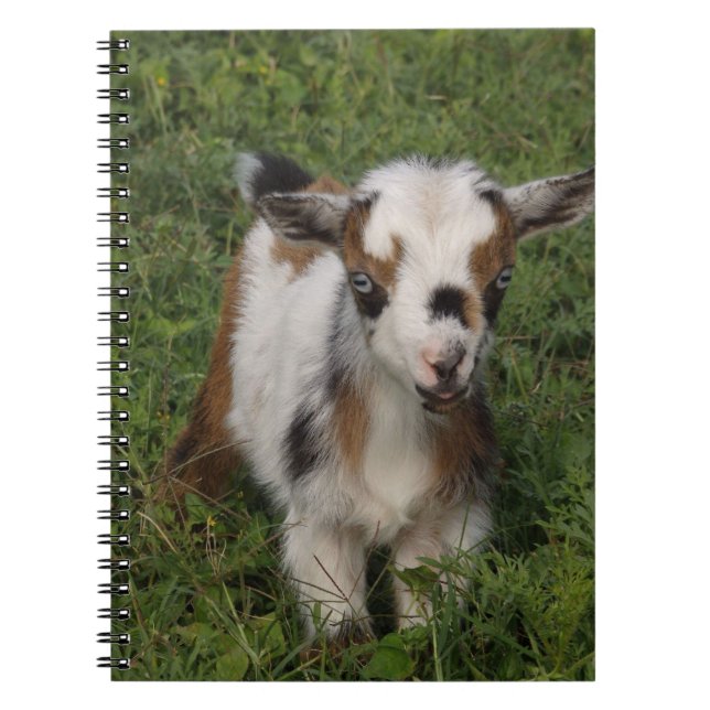 Flashy Nigerian Dwarf Dairy Goat Kid Notebook (Front)
