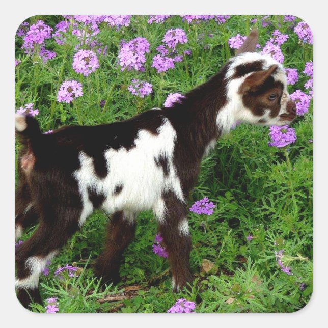 Flashy Nigerian Dwarf Goat Kid in purple flowers Square Sticker (Front)