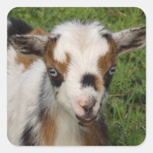 Flashy Tri Colour Nigerian Dwarf Goat Kid Square Sticker