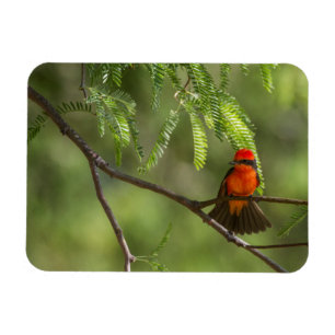 Flashy Vermillion Flycatcher Magnet