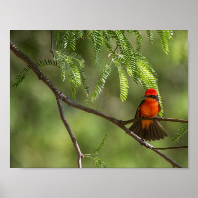 Flashy Vermillion Flycatcher Poster (Front)