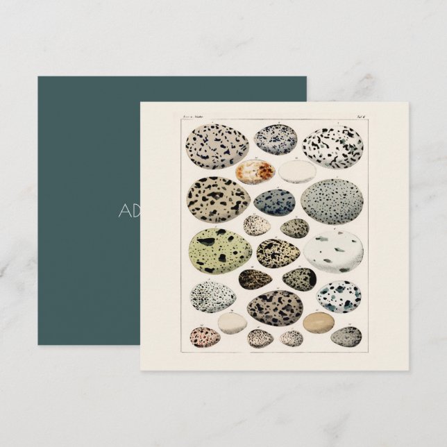 FLAT CARD : POSTER OF VINTAGE BIRD'S EGGS 1843  (Front/Back)