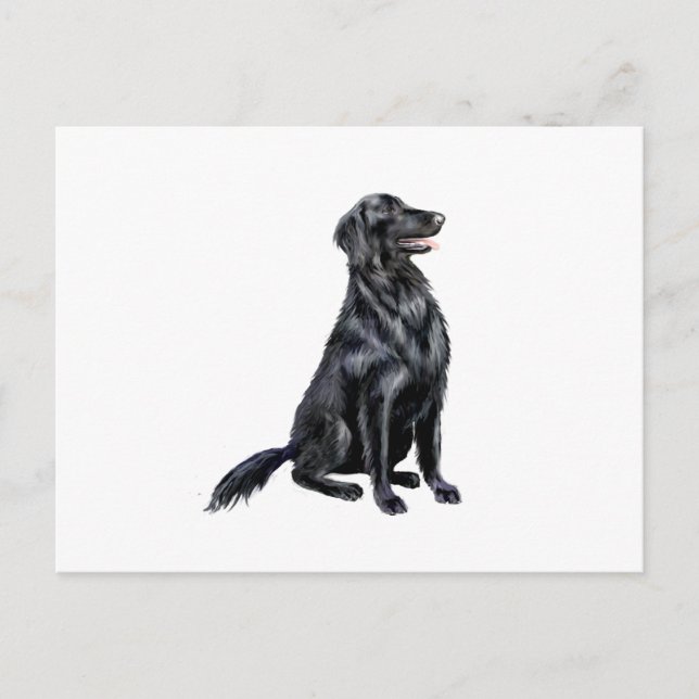 Flat Coated Retriever (B) Postcard (Front)