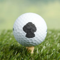 Flat Coated Retriever