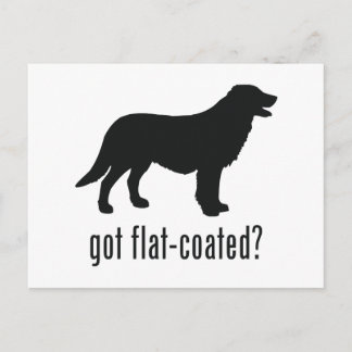 Flat-coated Retriever Postcard