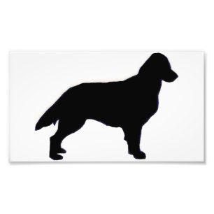 Flat-Coated Retriever silo Photo Print