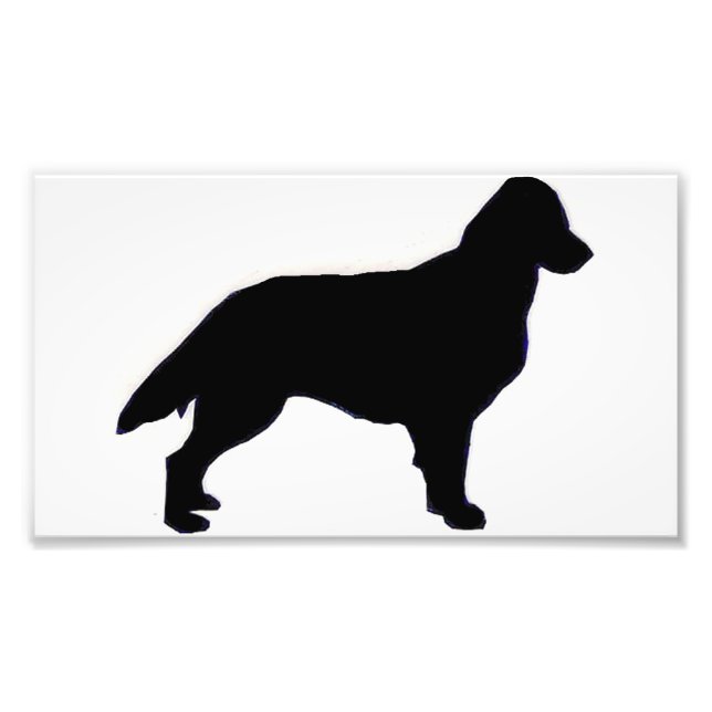 Flat-Coated Retriever silo Photo Print (Front)