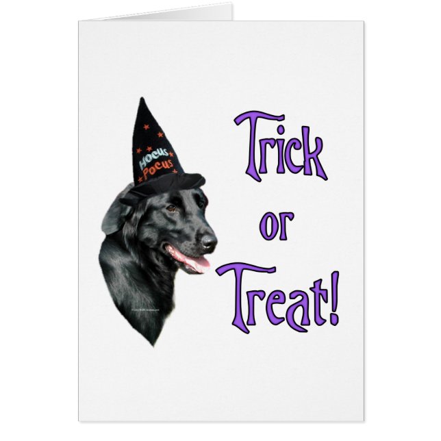 Flat-Coated Retriever Trick (Front)