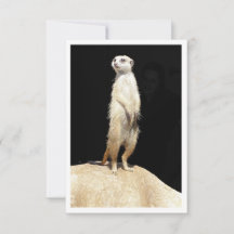 Flat Greeting Card - Meerkat Love