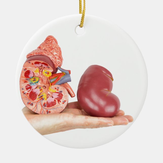 Flat hand showing model human kidney ceramic tree decoration (Front)
