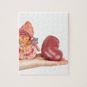 Flat hand showing model human kidney jigsaw puzzle