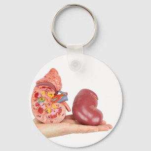 Flat hand showing model human kidney key ring