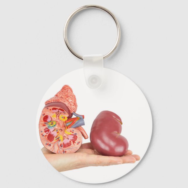 Flat hand showing model human kidney key ring (Front)