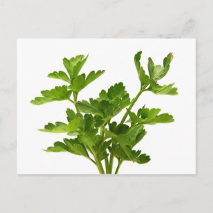 Flat-leaved parsley postcard