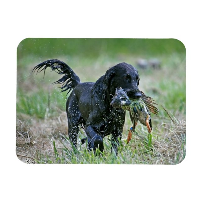 Flatcoated Retriever with duck magnet (Horizontal)