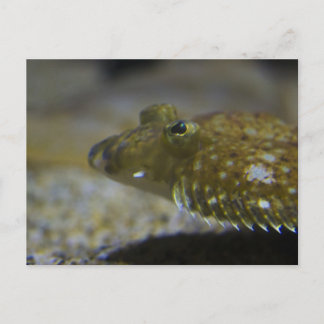 Flatfish Postcard