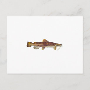 Flathead Catfish Postcard