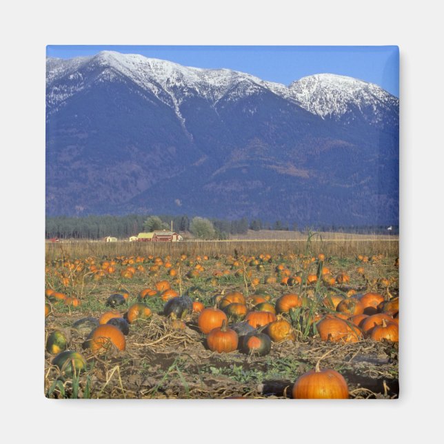 Flathead Valley Montana Pumpkin patch Magnet (Front)
