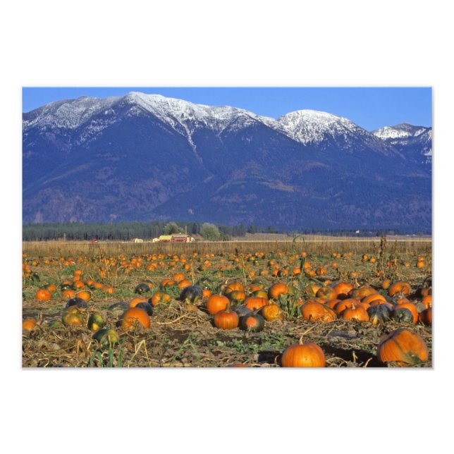 Flathead Valley Montana Pumpkin patch Photo Print (Front)
