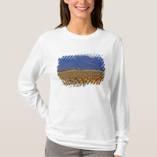 Flathead Valley Montana Pumpkin patch T-Shirt